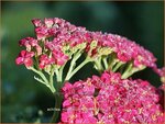 Achillea millefolium 'Summerwine' | Duizendblad