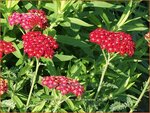 Achillea millefolium 'Summerwine' | Duizendblad