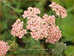Achillea millefolium 'Lachsschoenheit' | Duizendblad