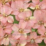 Achillea millefolium 'Lachsschoenheit' | Duizendblad