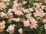 Achillea millefolium 'Lachsschoenheit' | Duizendblad