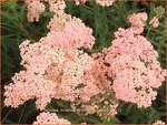 Achillea millefolium 'Lachsschoenheit' | Duizendblad