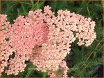 Achillea millefolium 'Lachsschoenheit' | Duizendblad