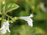 Calamintha nepeta 'Weisser Riese' | Bergsteentijm