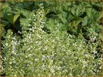 Calamintha nepeta 'Weisser Riese' | Bergsteentijm