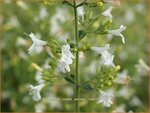 Calamintha nepeta 'Weisser Riese' | Bergsteentijm