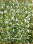 Calamintha nepeta 'Weisser Riese' | Bergsteentijm