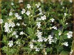 Calamintha nepeta 'Weisser Riese' | Bergsteentijm
