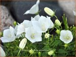 Campanula carpatica 'Wei&szlig;e Clips' | Karpatenklokje, Klokjesbloem | Karpaten-Glockenblume