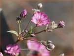 Gypsophila repens 'Rosa Schoenheit' | Gipskruid