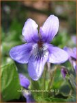 Viola reichenbachiana | Viooltje, Donkersporig bosviooltje
