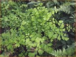 Adiantum venustum | Venushaar, Hoefijzervaren, Vrouwenhaar | Himalaya-Venushaarfarn