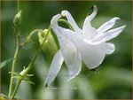Aquilegia vulgaris 'Alba' | Akelei | Gew&ouml;hnliche Akelei