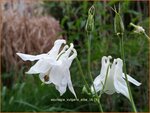 Aquilegia vulgaris 'Alba' | Akelei | Gew&ouml;hnliche Akelei