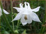Aquilegia vulgaris 'Alba' | Akelei | Gew&ouml;hnliche Akelei