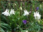 Aquilegia vulgaris 'Alba' | Akelei | Gew&ouml;hnliche Akelei