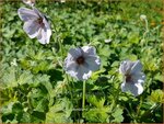 Geranium 'Coombland White' | Ooievaarsbek, Tuingeranium | Storchschnabel