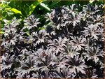 Geranium pratense 'Midnight Ghost' | Beemdooievaarsbek, Ooievaarsbek, Tuingeranium | Wiesen-Storchschnabel