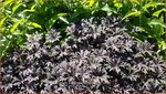 Geranium pratense 'Midnight Ghost' | Beemdooievaarsbek, Ooievaarsbek, Tuingeranium | Wiesen-Storchschnabel
