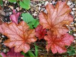 Heuchera 'Paprika' | Purperklokje | Purpurgl&ouml;ckchen