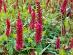 Persicaria amplexicaulis 'Dark Red' | Adderwortel, Duizendknoop | Kerzenkn&ouml;terich
