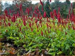 Persicaria amplexicaulis 'Dark Red' | Adderwortel, Duizendknoop | Kerzenkn&ouml;terich