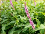 Persicaria amplexicaulis 'Rowden Gem' | Adderwortel, Duizendknoop | Kerzenkn&ouml;terich