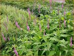 Persicaria amplexicaulis 'Rowden Gem' | Adderwortel, Duizendknoop | Kerzenkn&ouml;terich