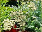 Achillea 'Hymne' | Duizendblad | Garbe