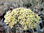 Achillea 'Taygetea' | Duizendblad | Garbe