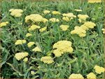 Achillea 'Taygetea' | Duizendblad | Garbe