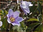 Anemone nemorosa 'Robinsoniana' | Bosanemoon, Anemoon | Busch-Windr&ouml;schen
