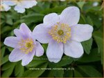 Anemone nemorosa 'Robinsoniana' | Bosanemoon, Anemoon | Busch-Windr&ouml;schen