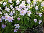 Anemone nemorosa 'Robinsoniana' | Bosanemoon, Anemoon | Busch-Windr&ouml;schen