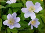 Anemone nemorosa 'Robinsoniana' | Bosanemoon, Anemoon | Busch-Windr&ouml;schen