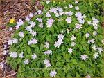 Anemone nemorosa 'Robinsoniana' | Bosanemoon, Anemoon | Busch-Windr&ouml;schen