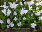 Anemone nemorosa 'Robinsoniana' | Bosanemoon, Anemoon | Busch-Windr&ouml;schen