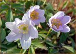 Anemone nemorosa 'Robinsoniana' | Bosanemoon, Anemoon | Busch-Windr&ouml;schen