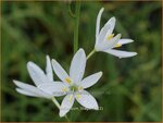 Anthericum liliago | Berglelie, Graslelie | Astlose Graslilie