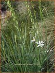 Anthericum liliago | Berglelie, Graslelie | Astlose Graslilie