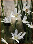 Anthericum liliago | Berglelie, Graslelie | Astlose Graslilie