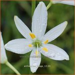 Anthericum liliago | Berglelie, Graslelie | Astlose Graslilie