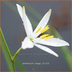 Anthericum liliago | Berglelie, Graslelie | Astlose Graslilie
