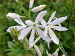 Anthericum liliago | Berglelie, Graslelie | Astlose Graslilie