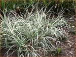 Arrhenatherum bulbosum 'Variegatum' | Glanshaver, Knolhaver | Glatthafer