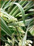 Arrhenatherum bulbosum 'Variegatum' | Glanshaver, Knolhaver | Glatthafer
