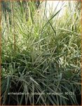 Arrhenatherum bulbosum 'Variegatum' | Glanshaver, Knolhaver | Glatthafer