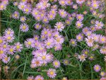 Aster 'Esther' | Aster | Aster