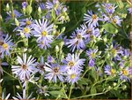 Aster macrophyllus 'Twilight' | Aster | Gro&szlig;bl&auml;ttrige Aster