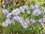 Aster macrophyllus 'Twilight' | Aster | Gro&szlig;bl&auml;ttrige Aster